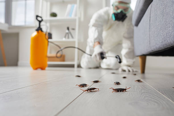 Commercial Kitchen Cockroach Control in Geneseo
